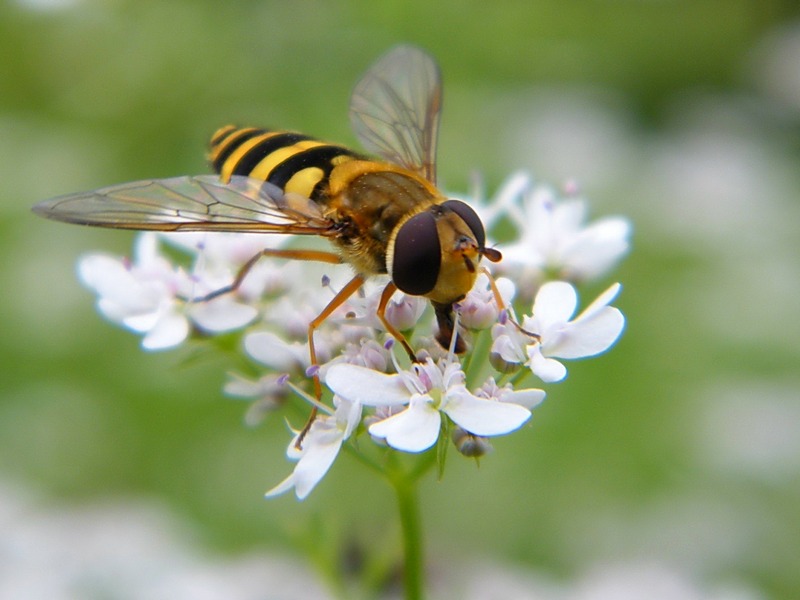 Unermüdlicher Arbeiter
