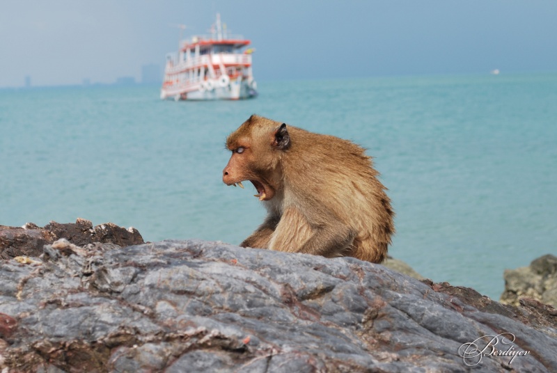 Monkey - proolzhenie