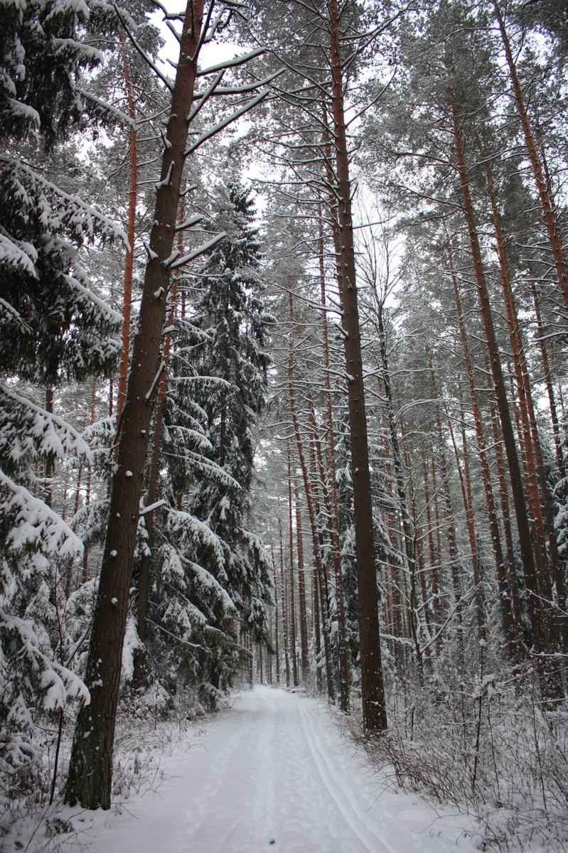 in den Winterwald ...