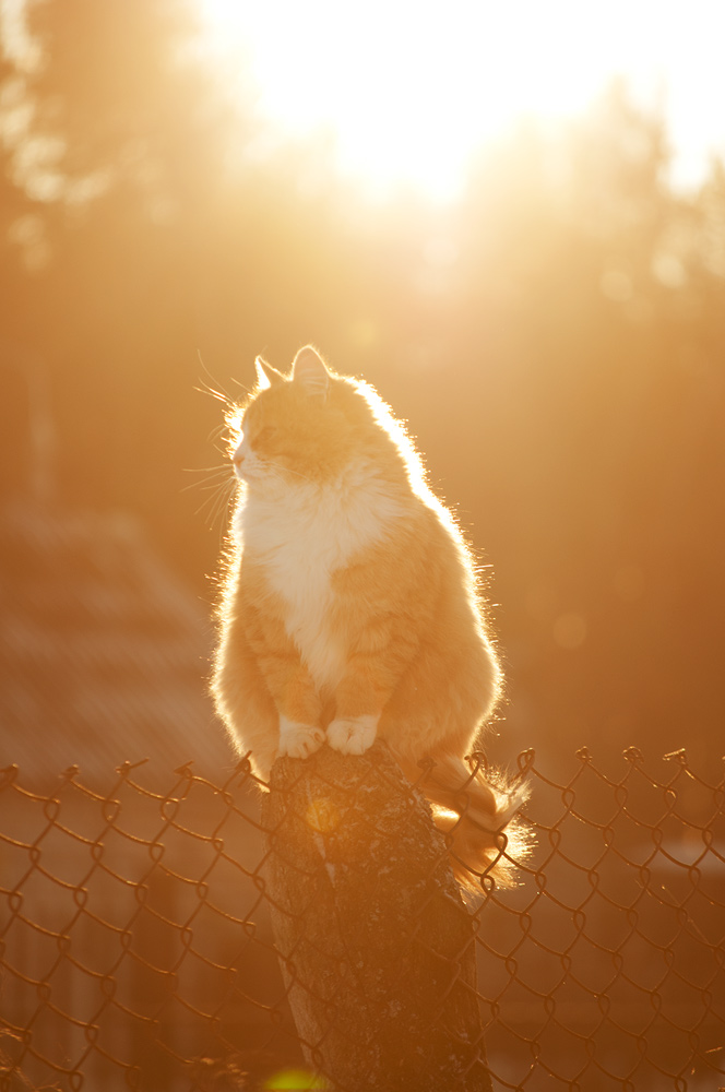 Sunny Cat