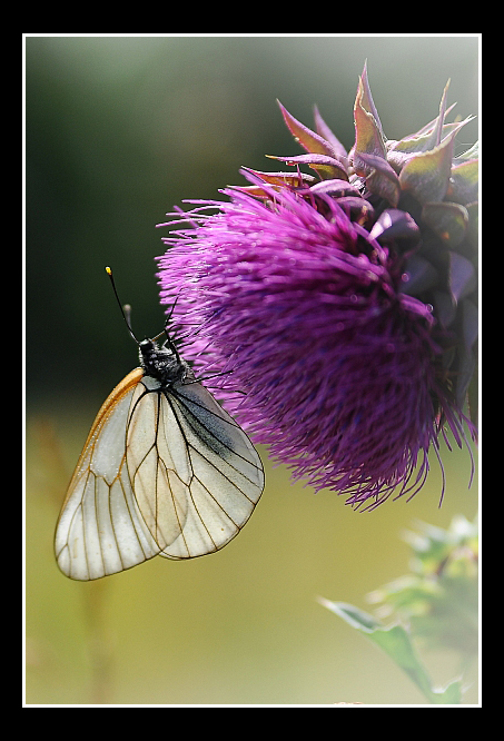Schmetterling