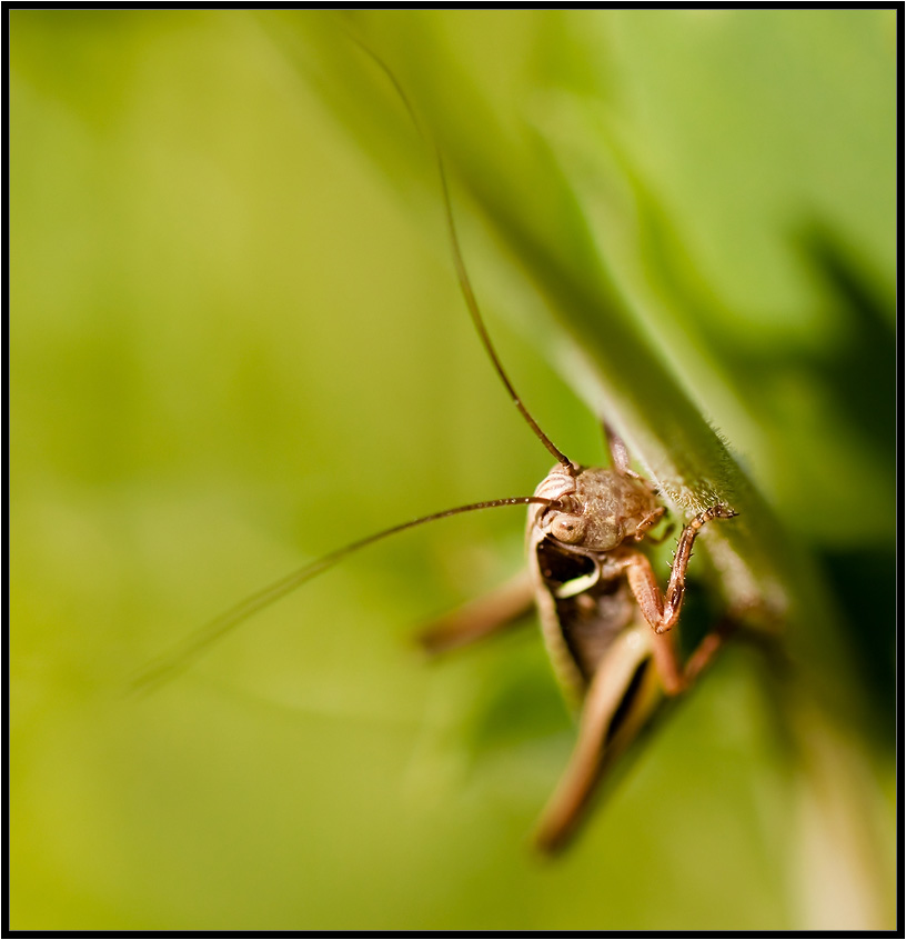 Und der Schnurrbart wackelt ...