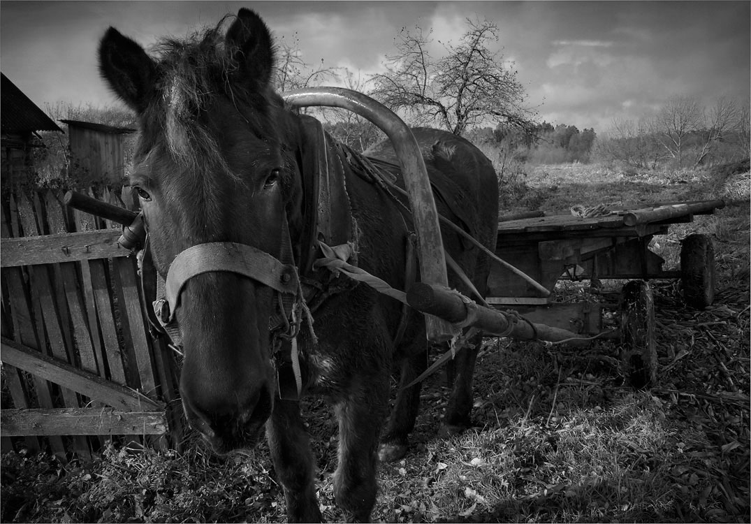 Porträt von einem Apfelbaum ...