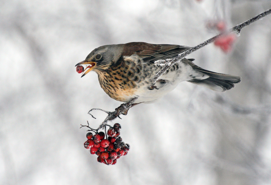 sweet berries, rowan