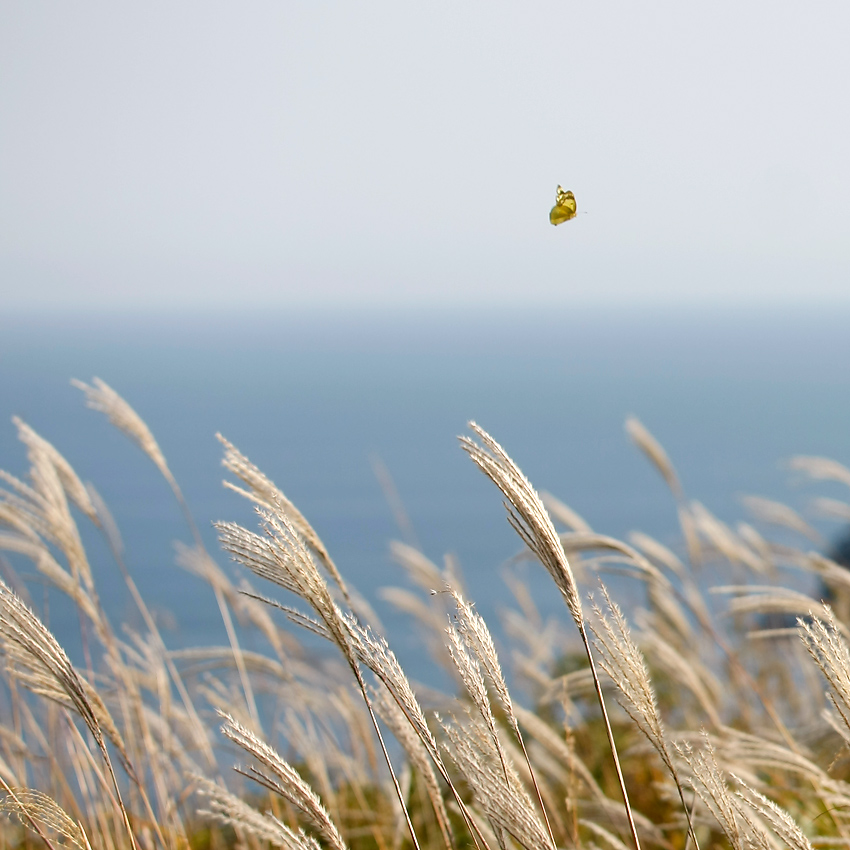 Über Brise Leichtigkeit des Fliegens ...