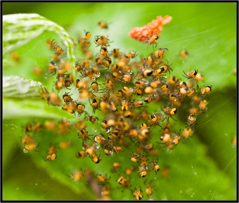 Denn wir sind eine Bande ...