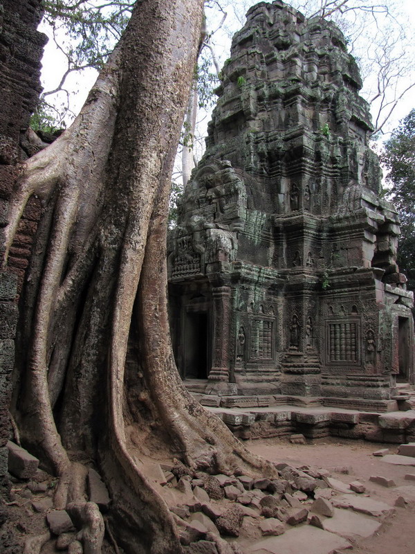 Der Tod von Ta Prohm