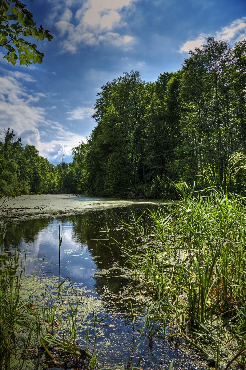 Belarussischen Dschungel