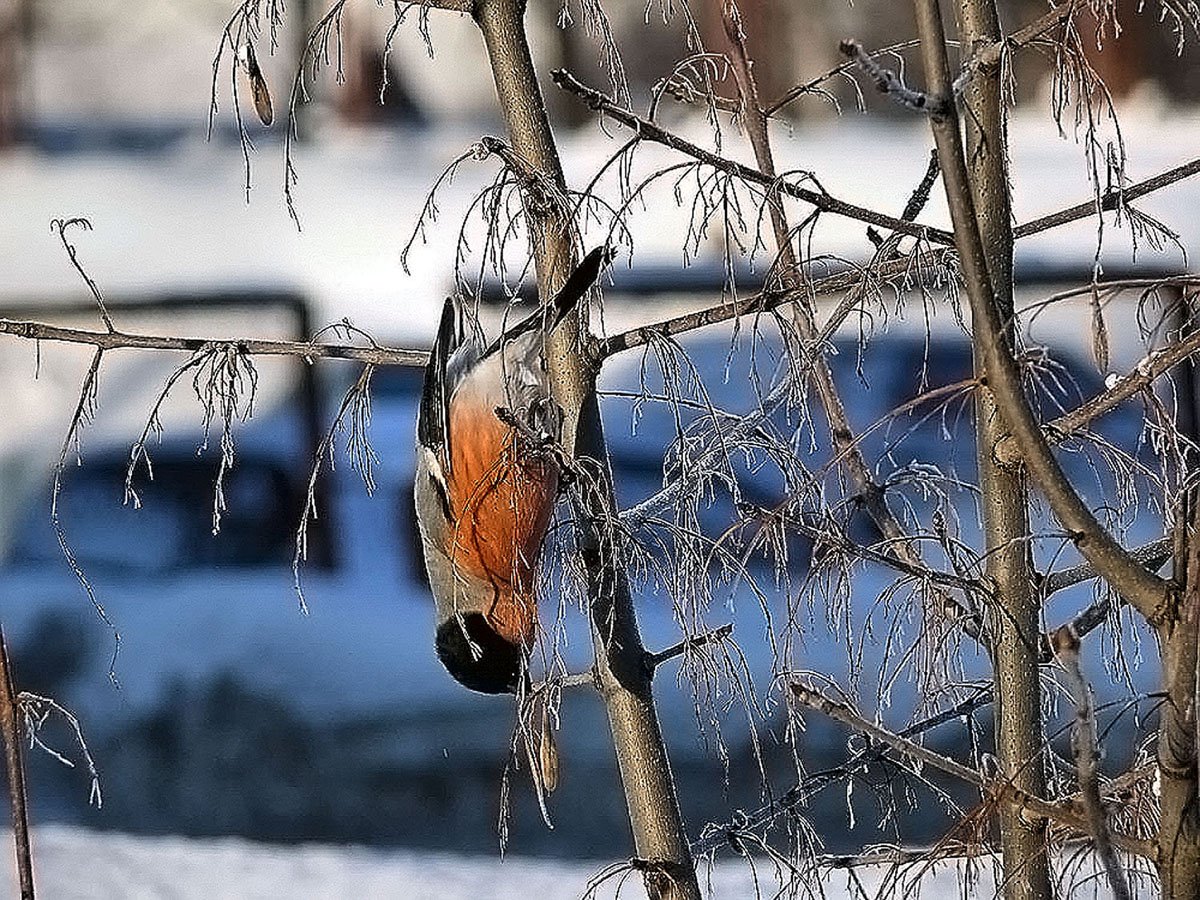 Frühstück frostigen Morgen