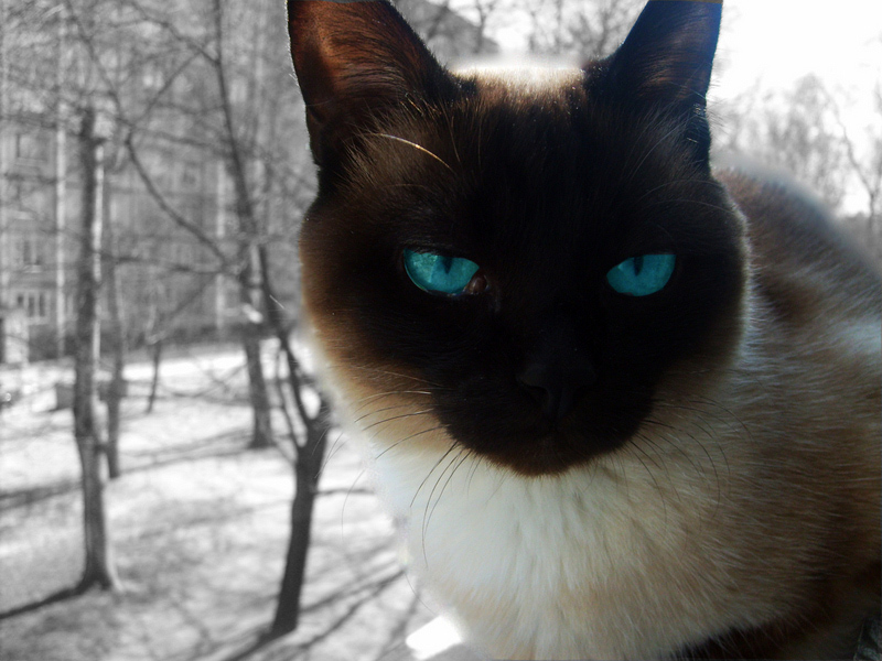 nicht vozmutimy Blick