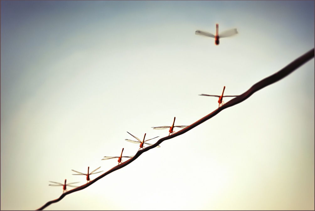 Anträge der siebten pflanzen ...