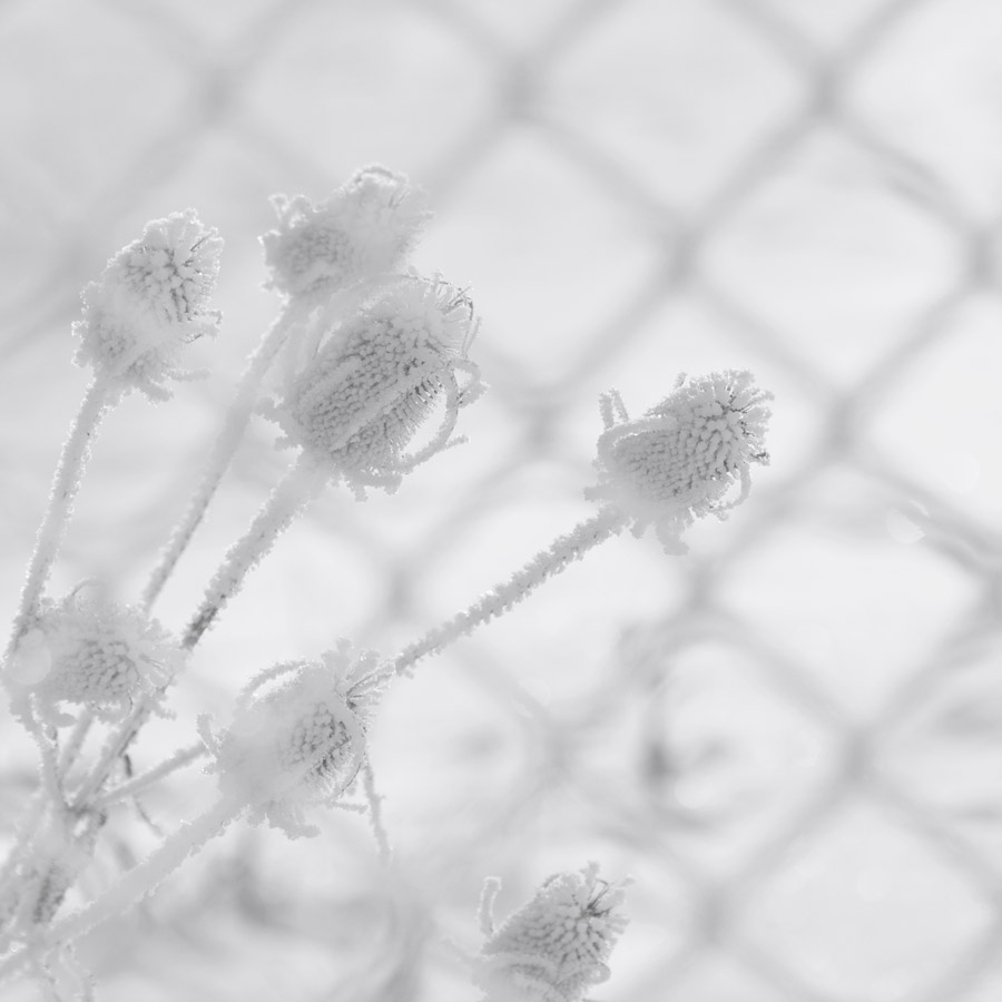 Stained-glass winter II