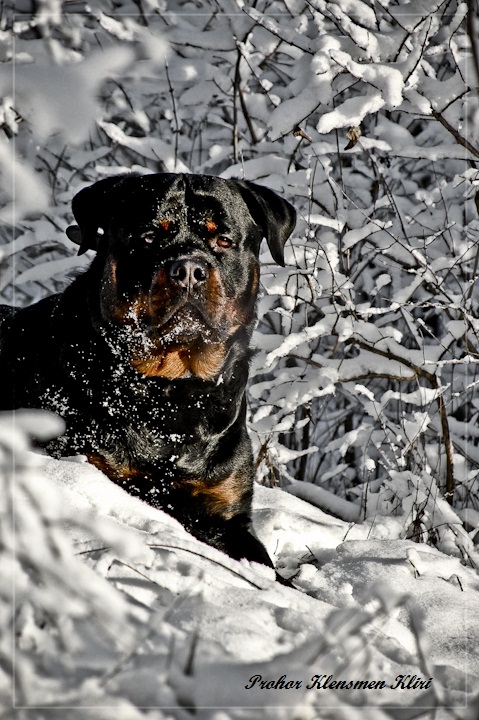 Hinterhalt in Winter\'s Tale