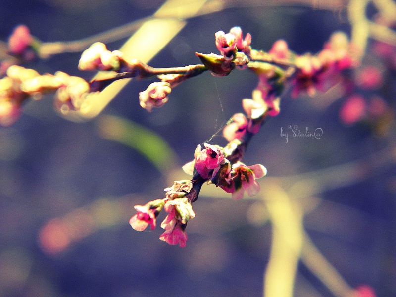 Ochuschenie Frühling ...