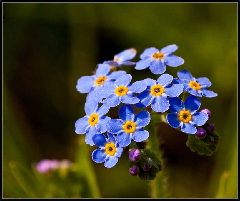 Forget-me-...