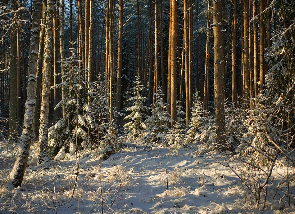 Forstwirtschaft Morgen.