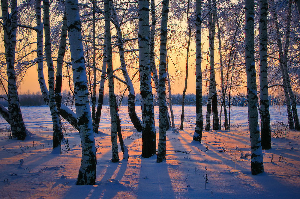 Birch Sunset