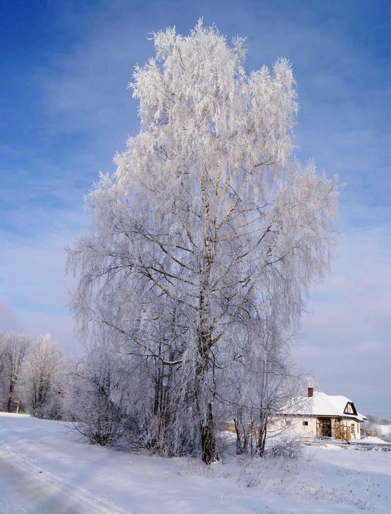braune Mütze Steinpilzen