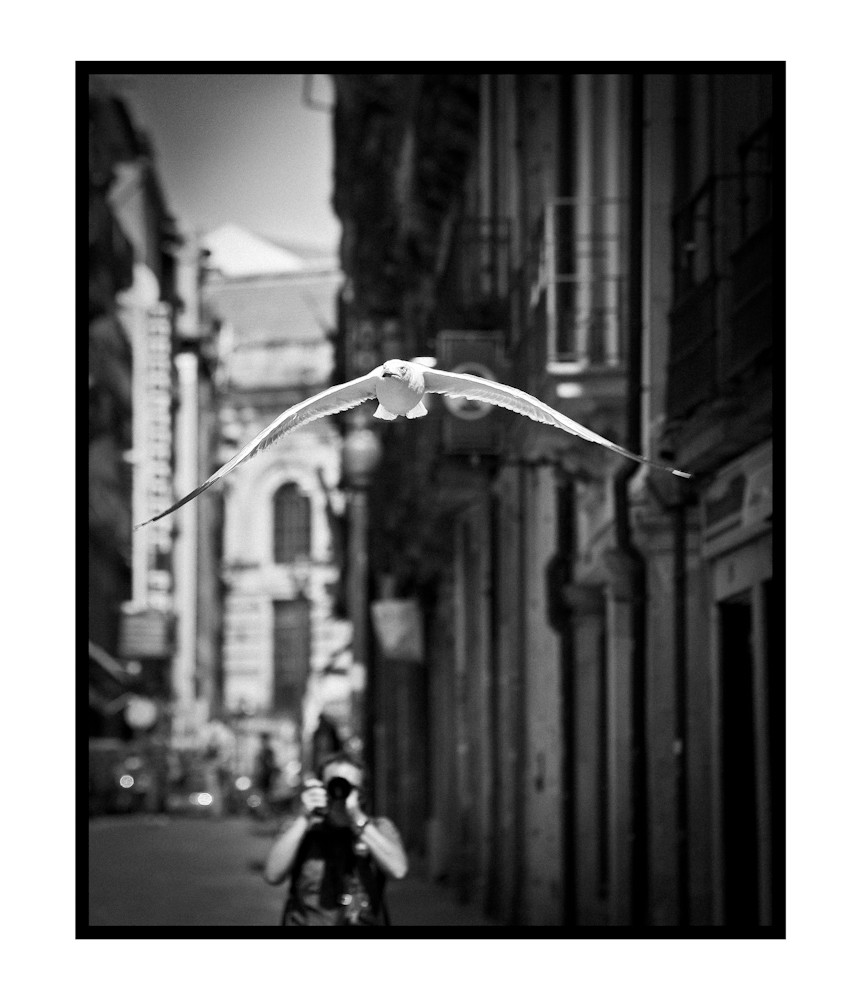 Als zwei der Fotograf Schuss eine Möwe.