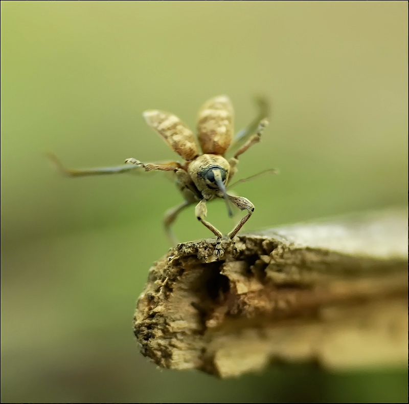 Nein, nicht tanzen, fliegen sollte ...