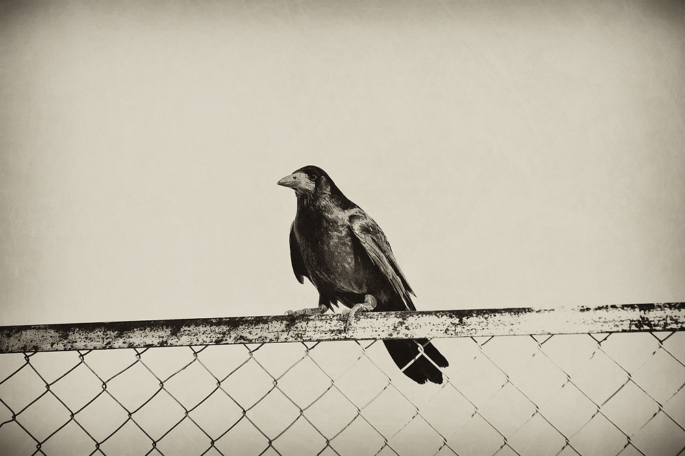 The Day After Tomorrow