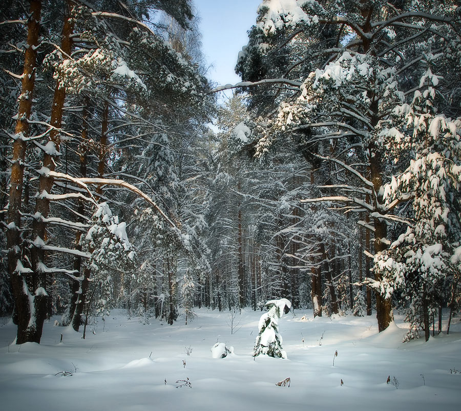 Winterwald