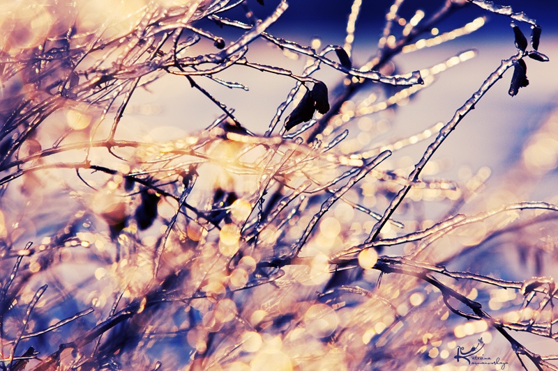 golden ice [2]