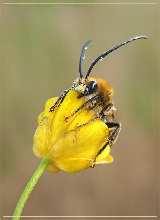 Und diese ... aus dem Nest gefallen!