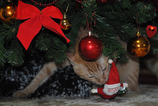 wo ist mein Geschenk, krasnopuzy!?