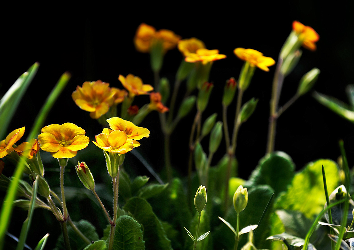 Über Blumen und Sommer