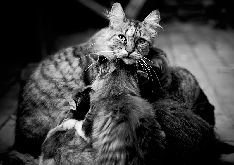 über die Mutter ...