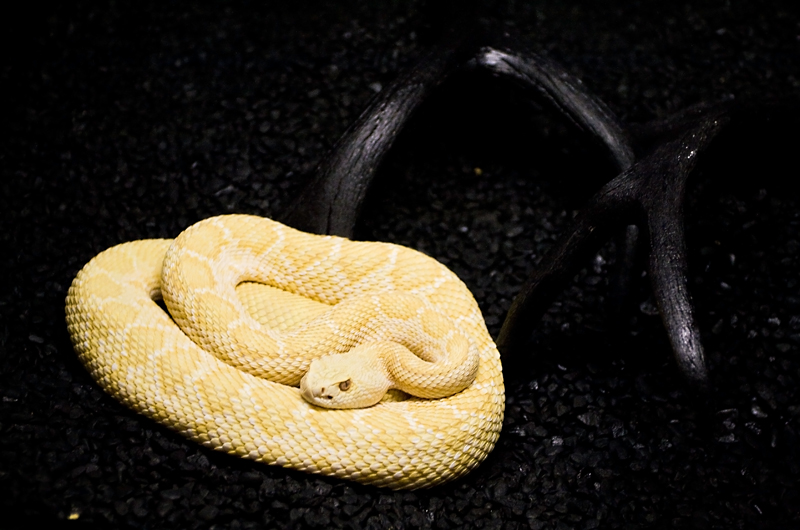 Western Diamondback Rattlesnake