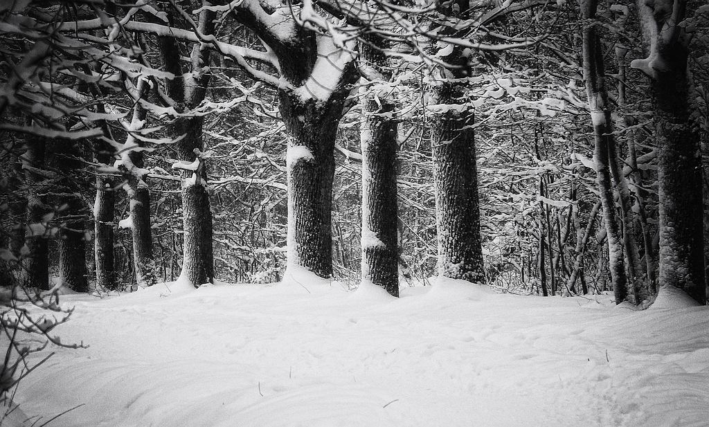 Schwarz und weiß Winter.