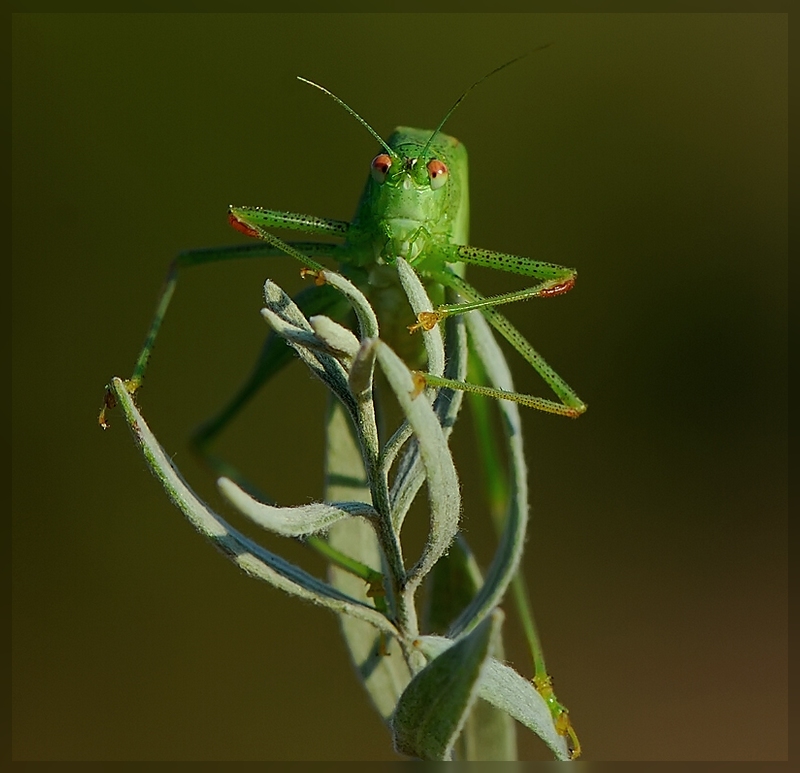 Der Glöckner von Noterdama ..)