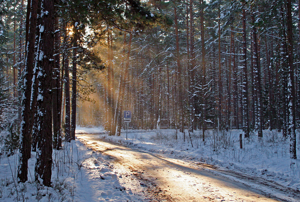 Waldweg ... Morning ...