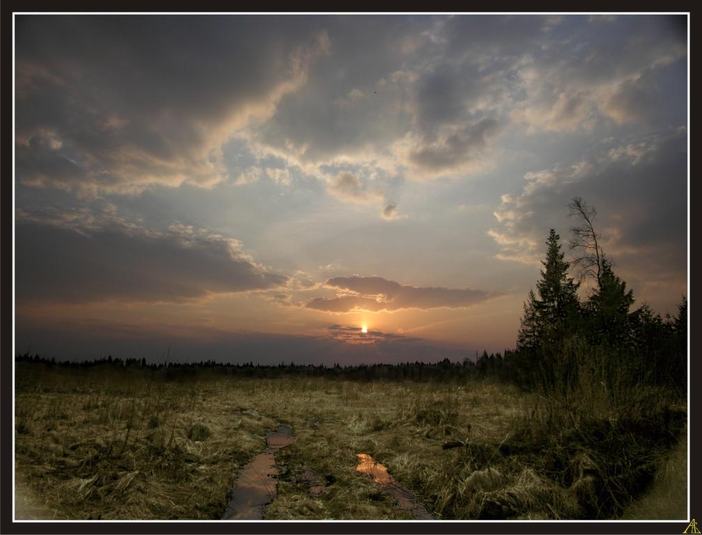 ON THE EDGE OF THE FOREST