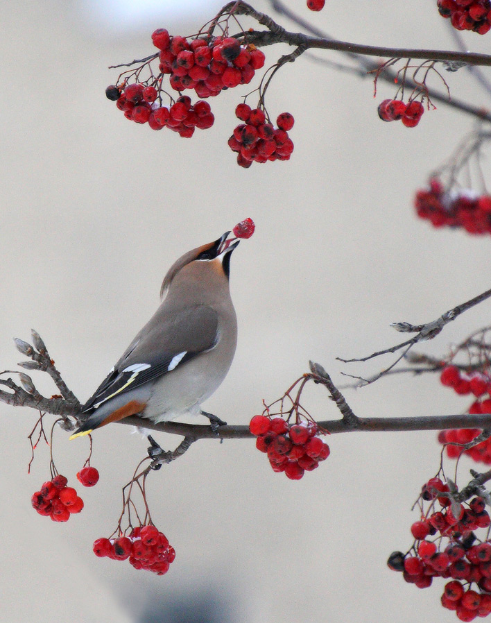 that revolve in the language