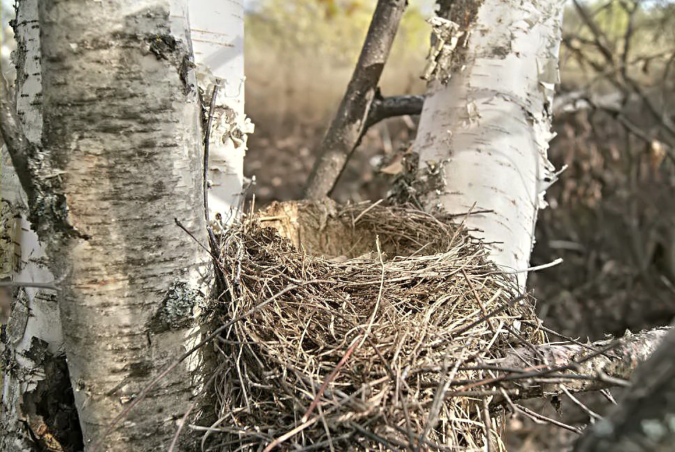 Nest