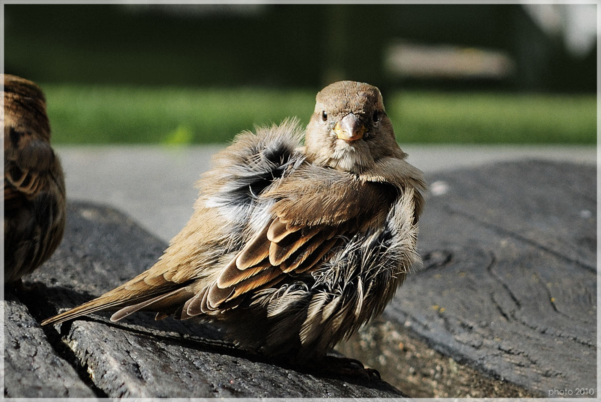 Porträt eines Sperlings