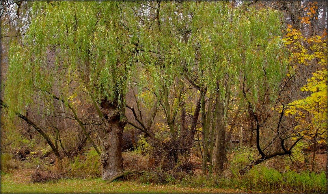 leshego nicht gesehen? ..