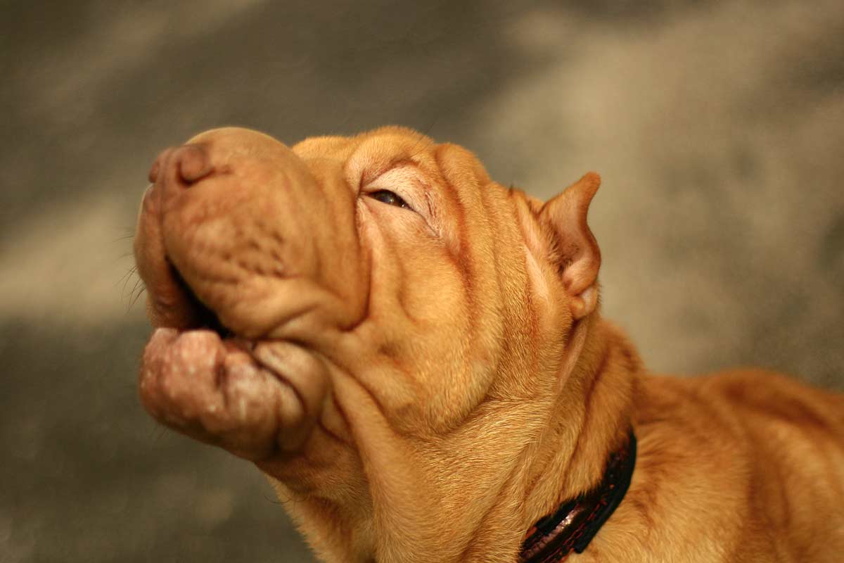 Trauer und Traurigkeit rasstovaniya