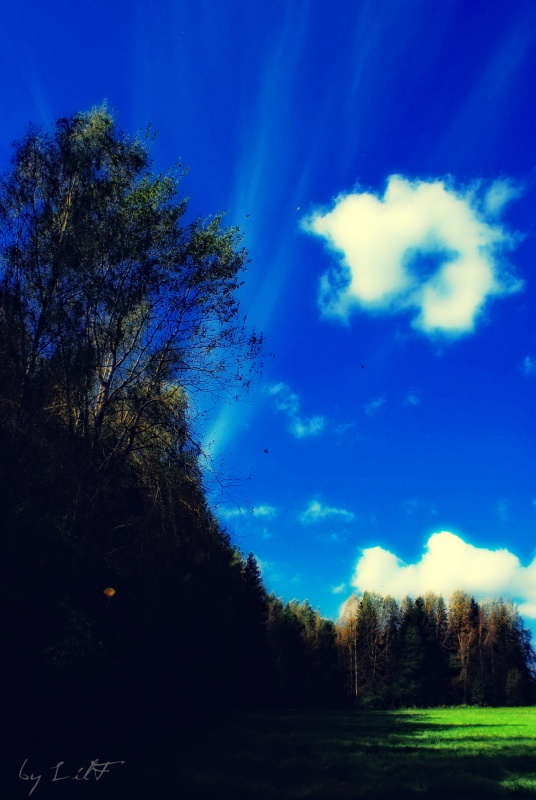 Kommend aus dem Wald ...