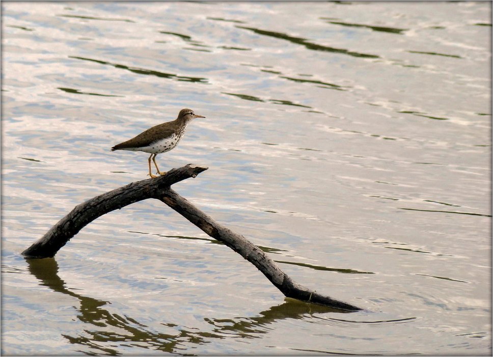 Jeder preist seine Flussuferläufer Sumpf