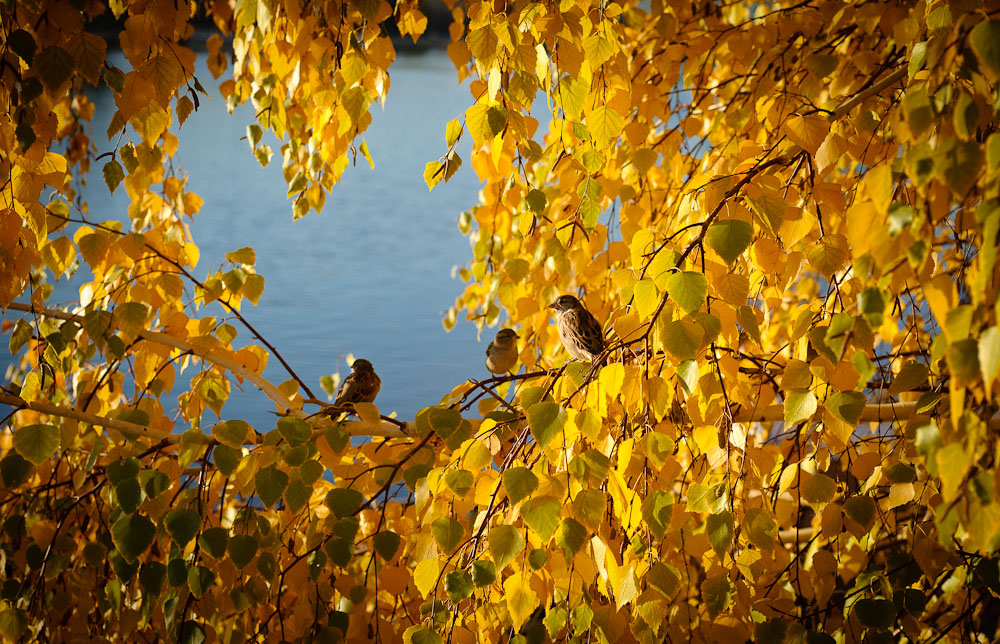 Goldener Herbst .. auf drei realisiert?)