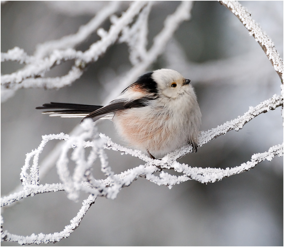 In der verschneiten Reich