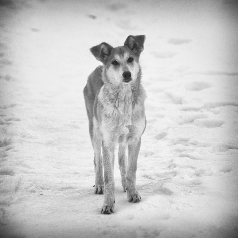 "Ein Hund ist nur einen Nachteil - sie glauben an die Menschen."