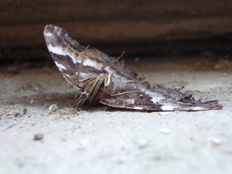 Der Tod einer schönen Geschöpf ...