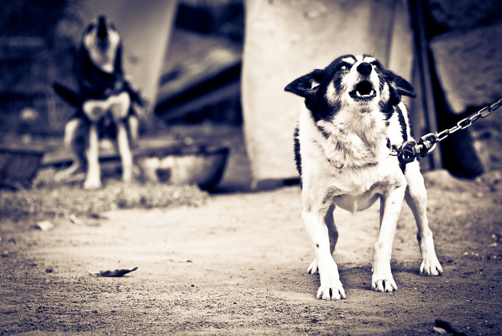 Gottesfürchtigen Hundeleben ..