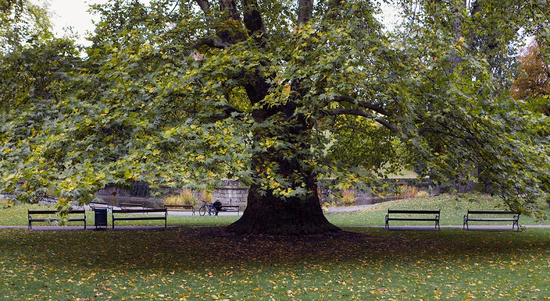 Pro Fahrrad Nummer 2