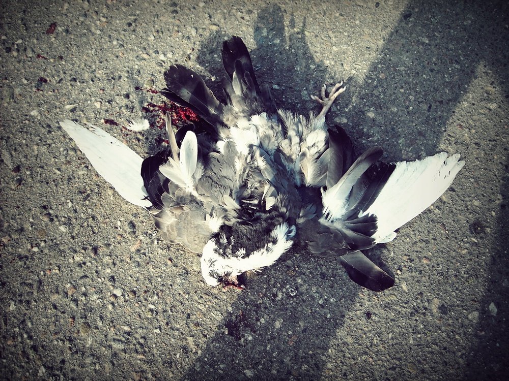 Tod unter den Rädern ..